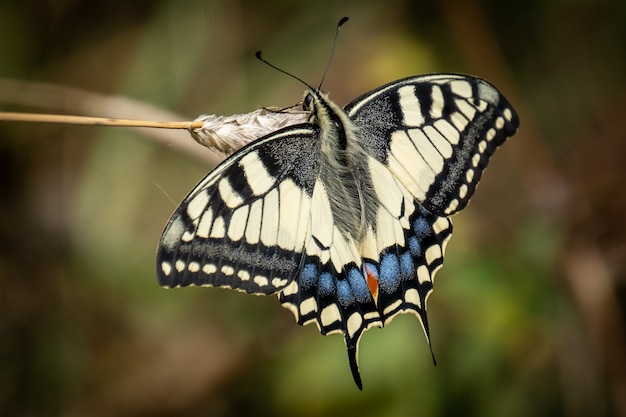 Schwalbenschwanzschmetterling im Freien