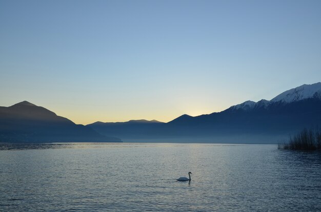 Schwan, der im Alpsee Lago Maggiore mit Bergen in der Abenddämmerung im Tessin, Schweiz schwimmt
