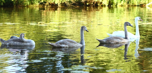 Schwanenfamilie