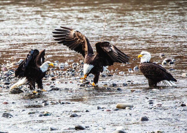 Schwarm Weißkopfseeadler am See in einem Park