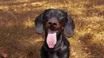 Kostenloses Foto schwarz-brauner dachshund-hund sitzt entzückend auf trockenem gras mit der zunge aus dem mund atmen sie mit dem mund vor der hitze an einem heißen sommer- oder herbsttag nahaufnahme eines fotos in hoher qualität