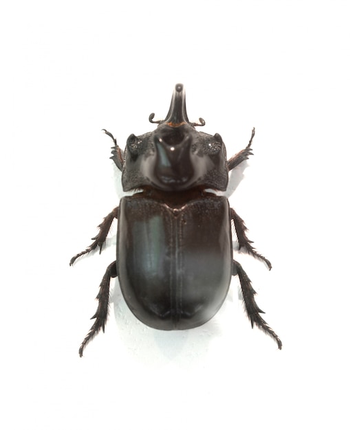 Schwarz breitkrempigen Käfer