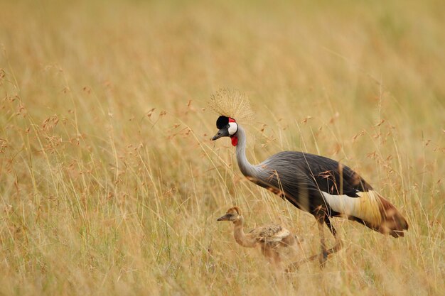 Schwarz gekrönte Kraniche auf einem Feld mit hohem Gras bedeckt