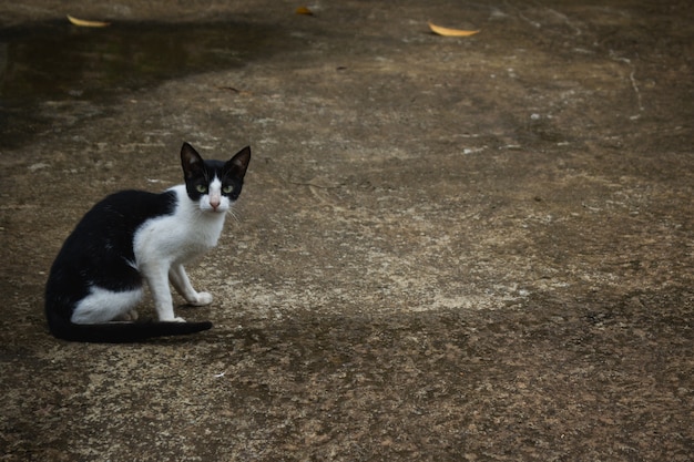 Kostenloses Foto schwarz-weiß-katze sitzt auf der straße