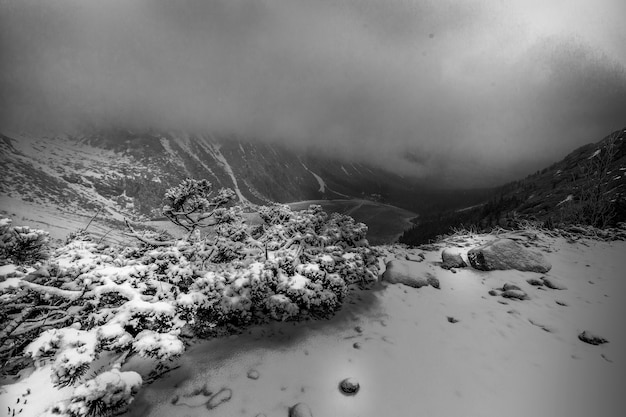Schwarz-Weiß-Landschaft mit Schnee