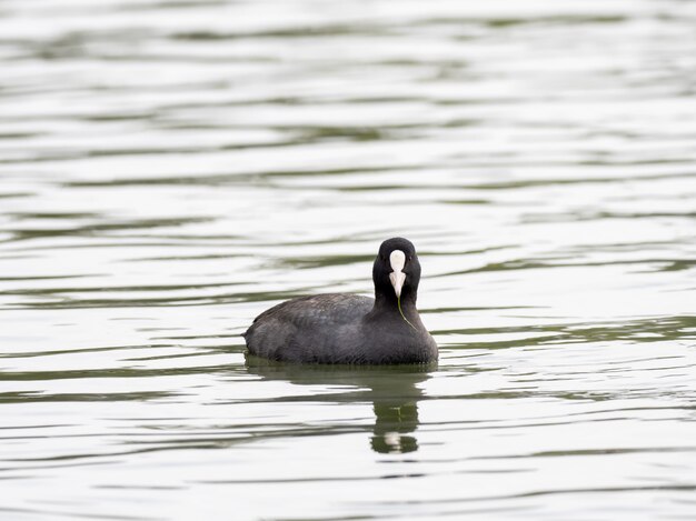 Schwarz-weiße Ente mit ausdrucksstarken Augen, die im See hängen und seine Umgebung beobachten