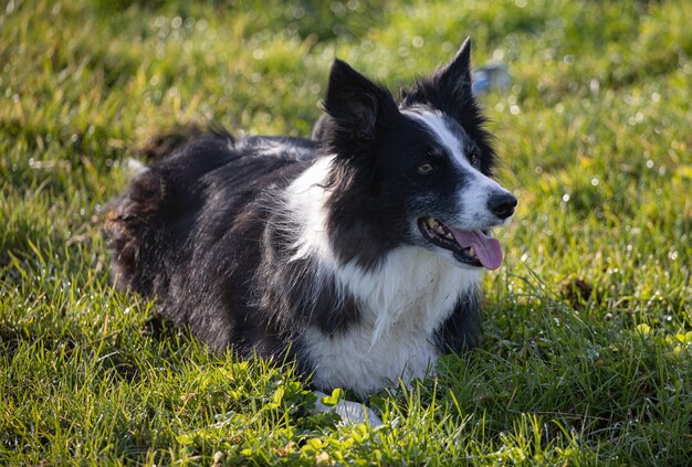 Schwarz-weißer Border Collie liegt auf grünem Gras