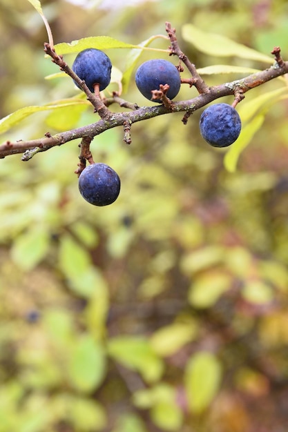 Schwarzdornbaum schöne und gesunde früchte des herbstes