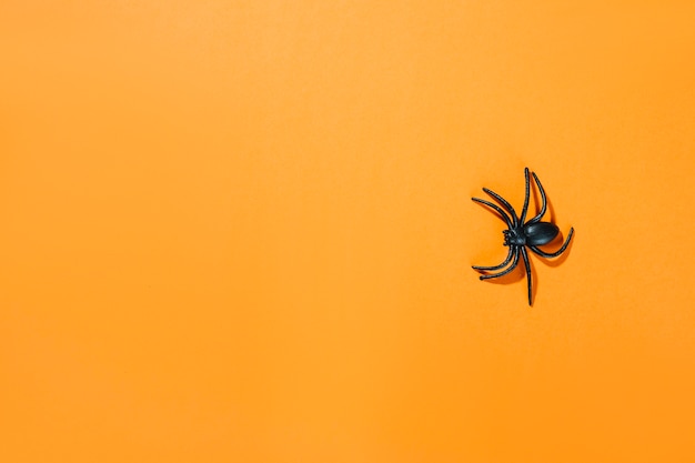 Schwarze dekorative Spinne mit langen Beinen