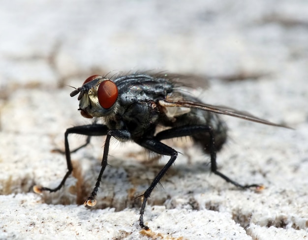 Schwarze Fliege mit roten Augen auf einer weißen Oberfläche