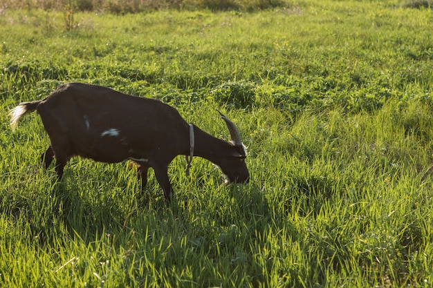 Kostenloses Foto schwarze hausziege, die gras isst