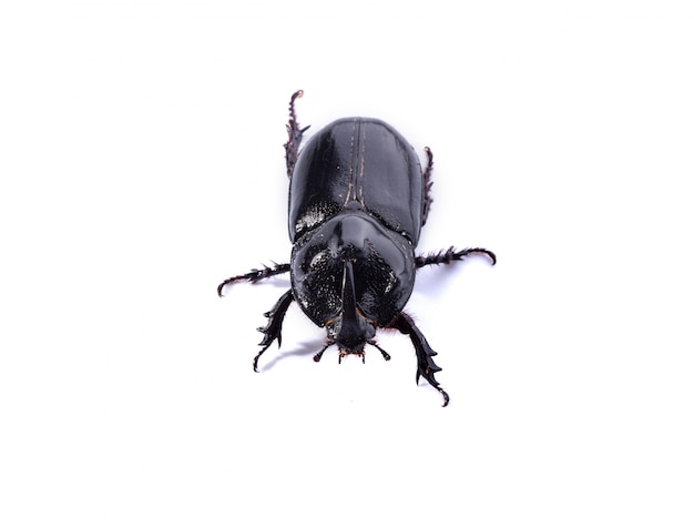 Schwarze Käfer auf weißem Hintergrund