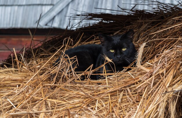 Schwarze katze, die auf heu liegt