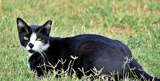 Schwarze Katze, die in einem Feld liegt, das im Grün unter Sonnenlicht bedeckt ist