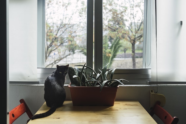 Schwarze Katze, die tagsüber neben einer Zimmerpflanze am Fenster sitzt