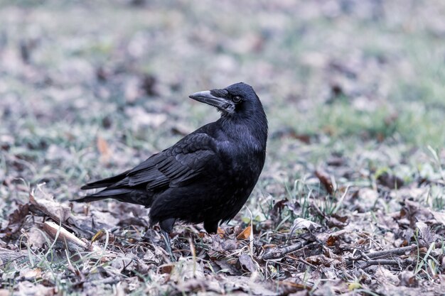 Schwarze Krähe, die auf dem Boden voller Gras und Blätter steht