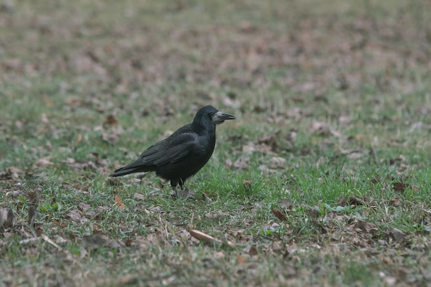 Schwarze Krähe, die auf dem Boden voller Gras und Blätter steht
