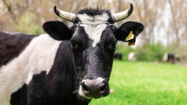 Schwarze Kuh in der Natur, die in die Kamera schaut