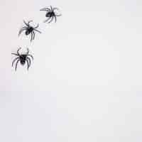 Kostenloses Foto schwarze spinnen auf weißem hintergrund