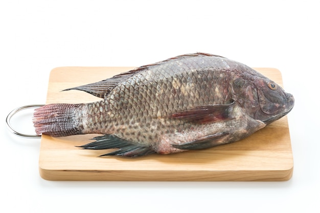 Schwarze Tilapia oder Tilapia