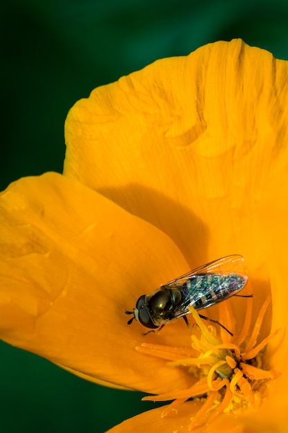 Schwarze und gelbe Biene auf gelber Blume