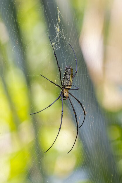 Schwarze und gelbe Spinne im Netz