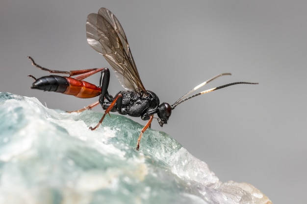 Schwarze und orange Libelle auf weißer Oberfläche