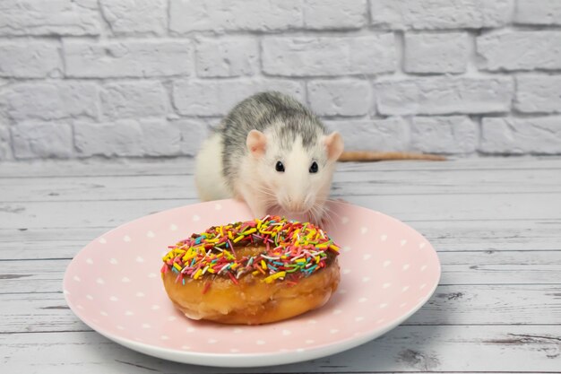 Schwarze und weiße ratte, die süßes donutgebäck isst. nicht auf diät.geburtstag.