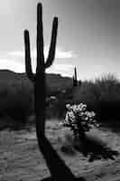 Kostenloses Foto schwarze und weiße wüstenkaktus