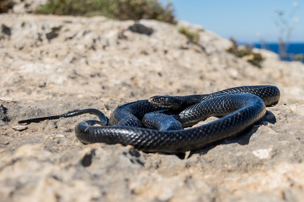 Schwarze westliche Peitschenschlange, die sich auf einer felsigen Klippe in Malta in der Sonne aalt