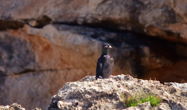 Schwarze wilde Taube auf den Klippen in Malta