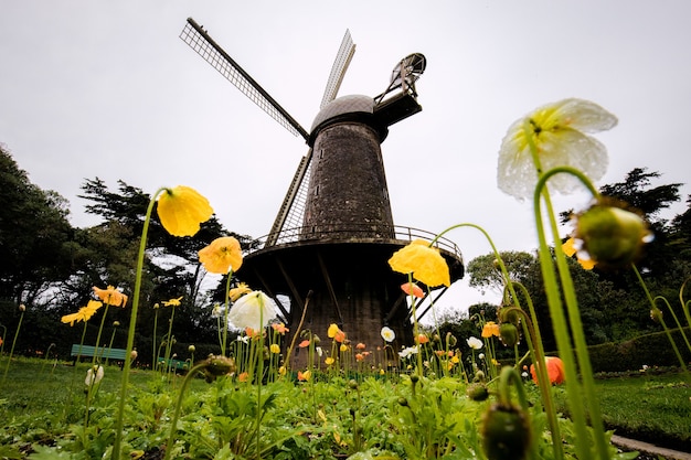 Schwarze Windmühle, umgeben von gelben Blumen