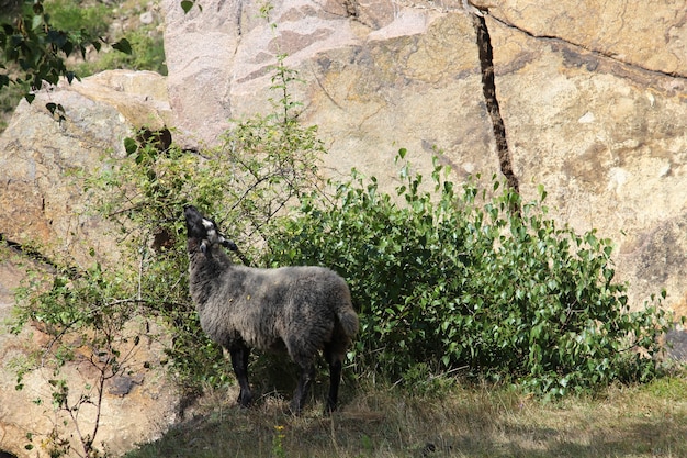 Schwarze Ziege frisst aus einem Busch neben einer Klippe in Sandvig, Bornholm