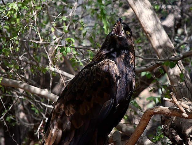 Schwarzer Falke mit einem offenen Mund, der auf einem Ast unter Sonnenlicht steht