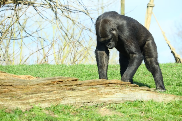 Schwarzer Gorilla, der auf dem Gras steht, umgeben von Bäumen