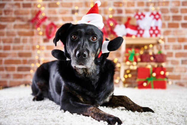 Kostenloses Foto schwarzer hund, der eine weihnachtsmütze trägt