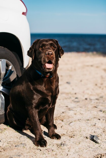 Schwarzer Hund, der Spaß am Strand hat