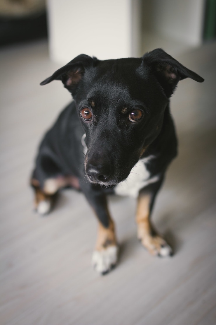 Kostenlose Foto schwarzer hund