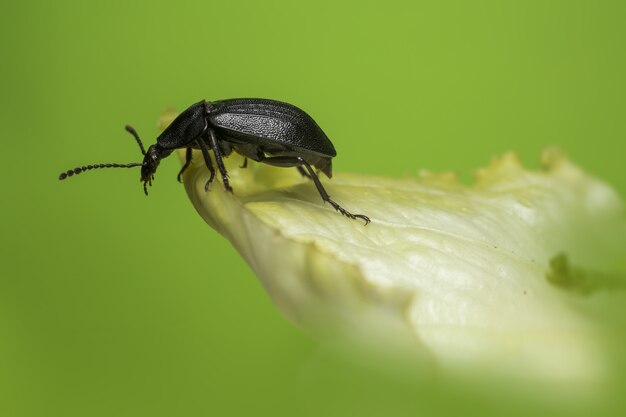 Schwarzer Käfer, der auf Blattnahaufnahme sitzt