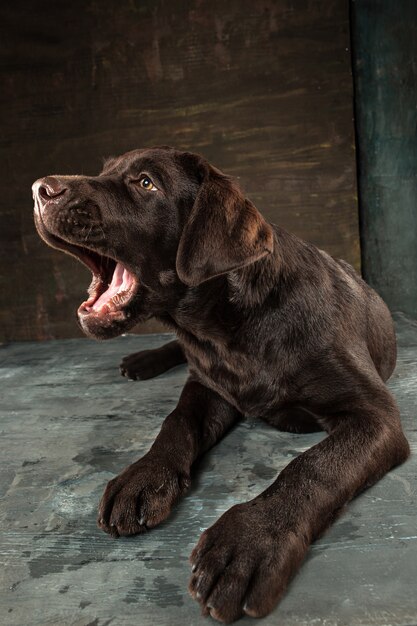 schwarzer Labrador-Hund vor einem dunklen Hintergrund genommen.