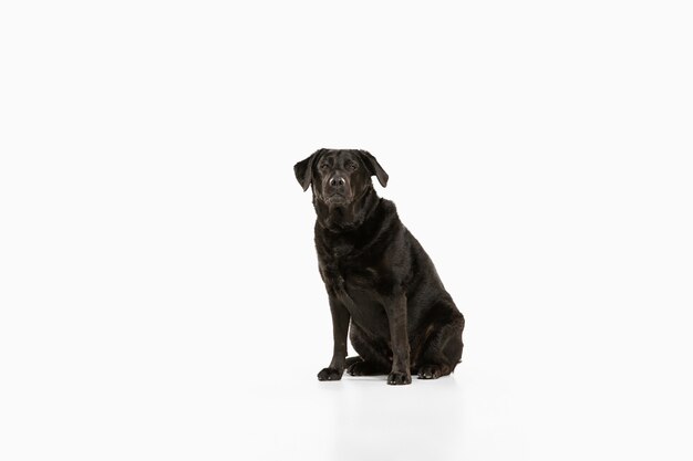 Schwarzer Labrador Retriever, der Spaß hat. Netter verspielter Hund oder reinrassiges Haustier sieht verspielt und niedlich lokalisiert auf Weiß aus