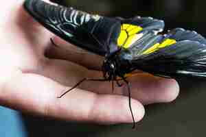 Kostenloses Foto schwarzer schmetterling, der an hand steht