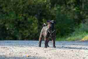 Kostenloses Foto schwarzer schnauzer in einem park