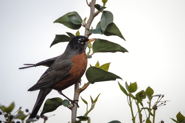 Schwarzer und brauner Vogel auf grünem Baum