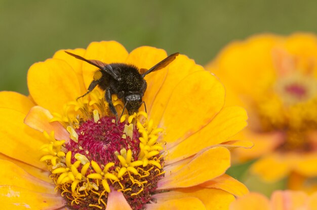 schwarzes Insekt, das auf der gelben Blume sitzt