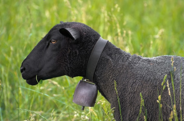 Schwarzes Schaf mit einer Glocke