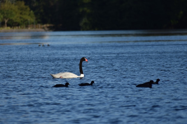 Schwarzhalsschwan (Cygnus melancoryphus) in einem Park in Buenos Aires