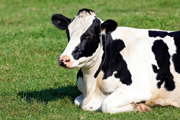 Schwarzweiss-Kuh, die unten auf dem Gras liegt