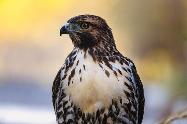 Schwarzweiss-Vogel in Nahaufnahme