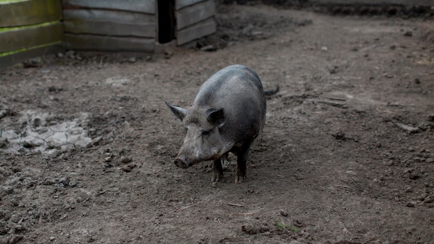 Kostenloses Foto schwein auf dem bauernhof